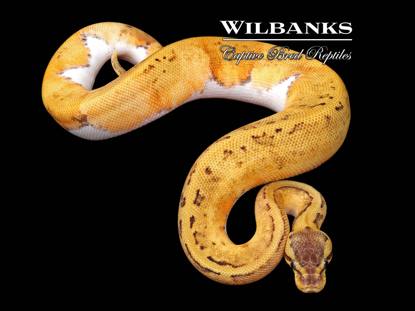 Pastel Pinstripe Pied Ball Python ♀ '25