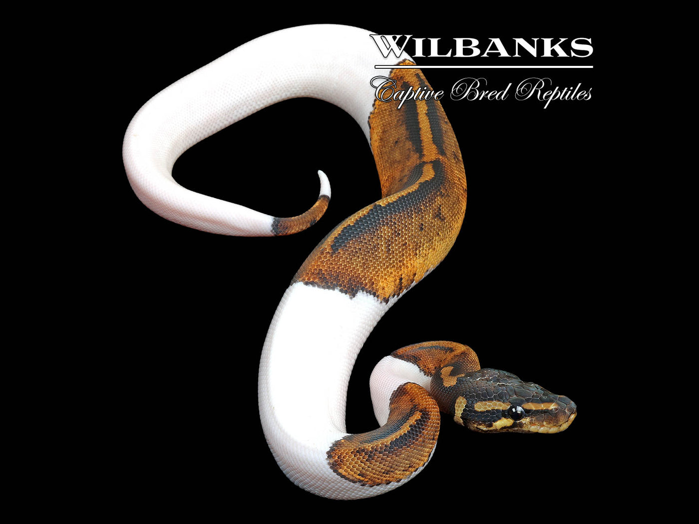 Blackhead Pied Ball Python ♀ '25