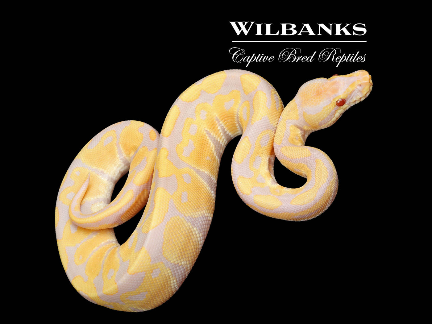 Candy Ball Python ♂ '25