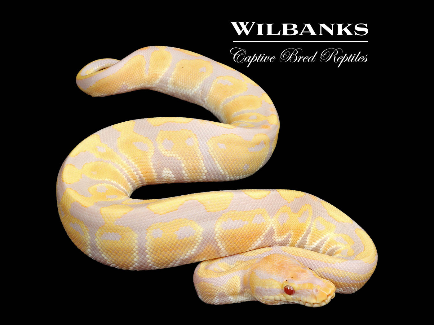 Candy Ball Python ♂ '25