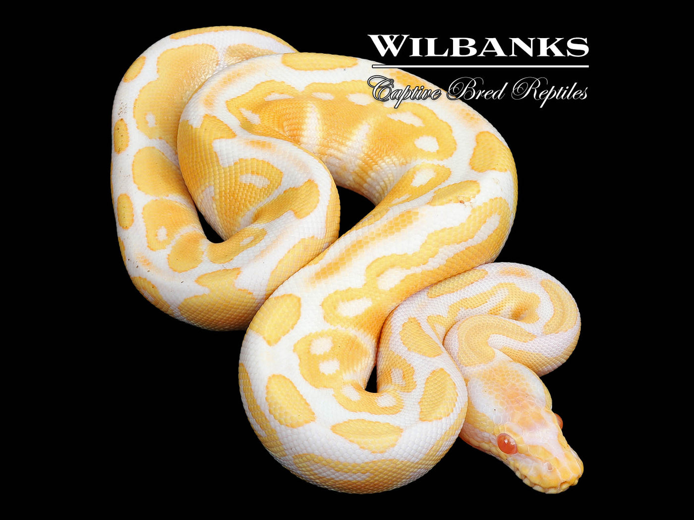 Albino Ball Python ♂ '25