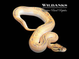 Orange Dream Highway Ball Python ♀ '25