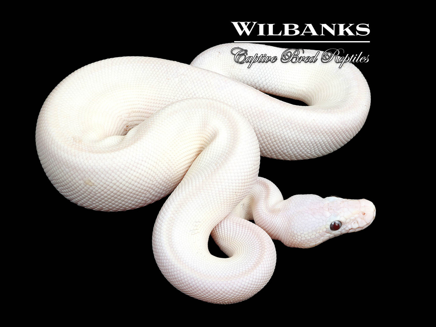 Banana Blue Eyed Leucistic (Mojave Butter) Ball Python ♂ '25
