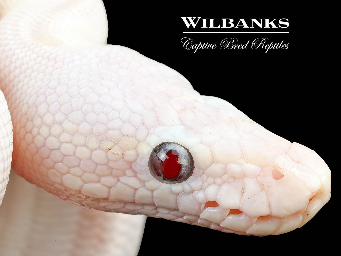 Banana Blue Eyed Leucistic (Mojave Butter) Ball Python ♂ '25