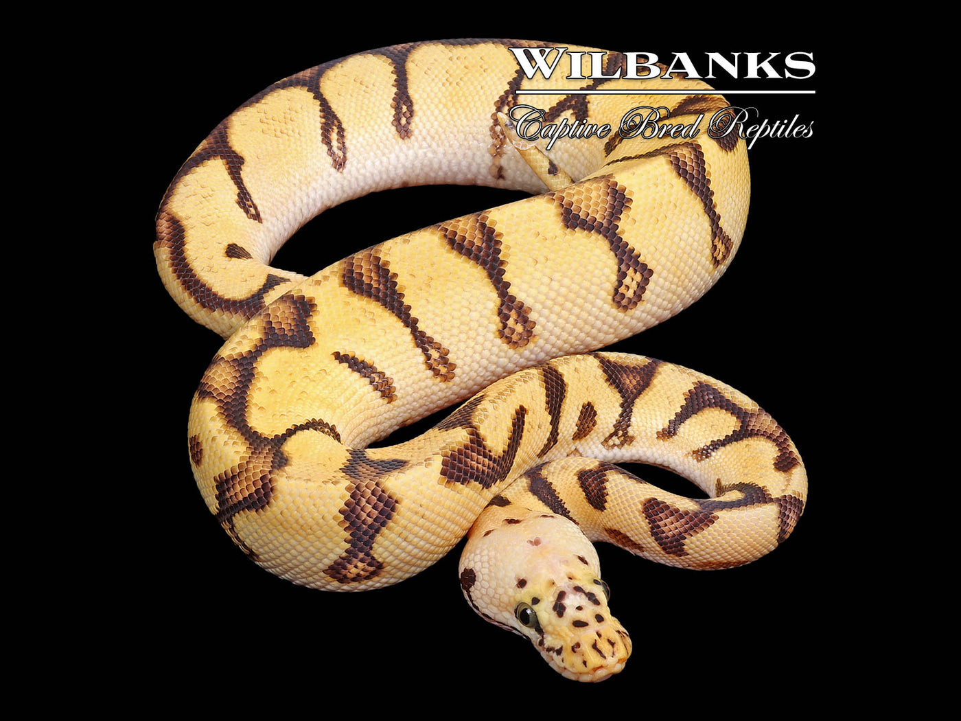 Pastel Spotnose Enchi Blade Clown Ball Python ♂ '25