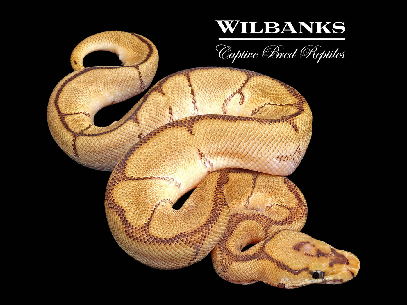 Red Stripe Spider Clown Ball Python ♂ '25