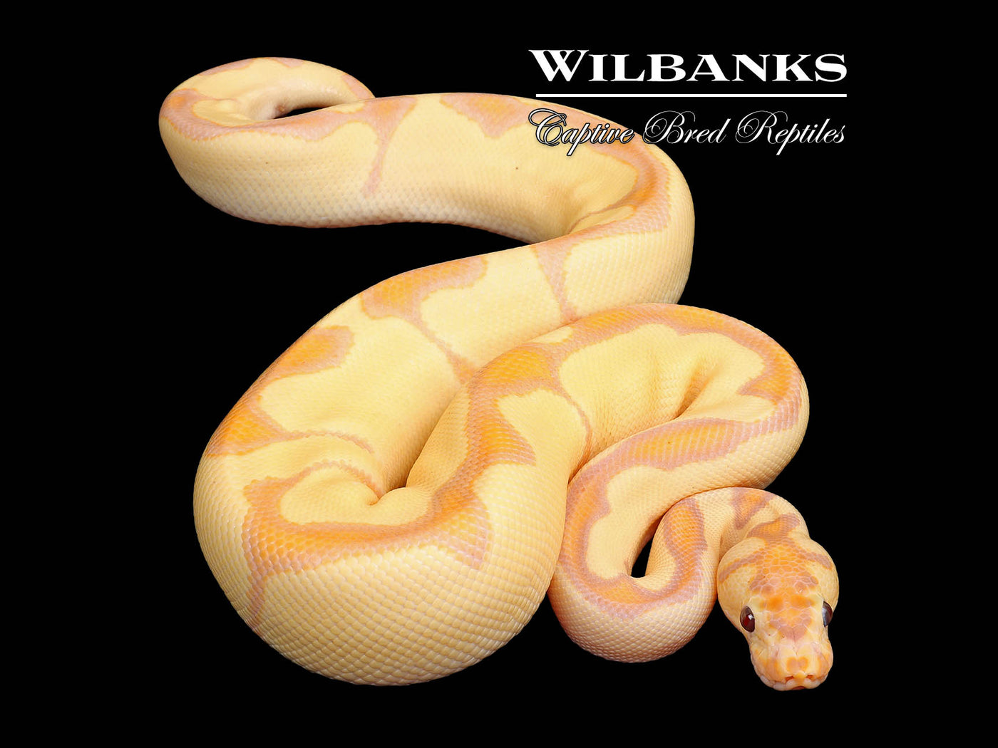 Banana Enchi Clown Ball Python ♂ '25