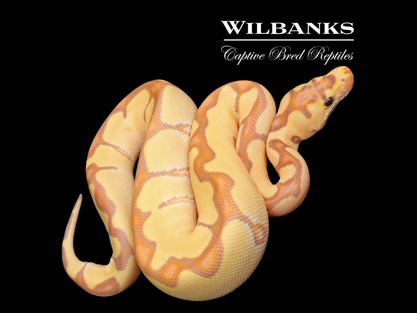 Banana Enchi Clown Ball Python ♀ '25