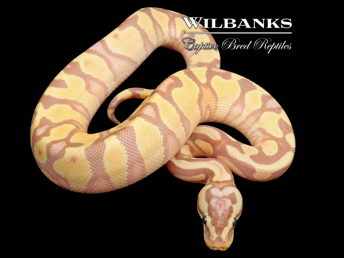 Banana Enchi Pastel Yellow Belly Ball Python ♀ '25