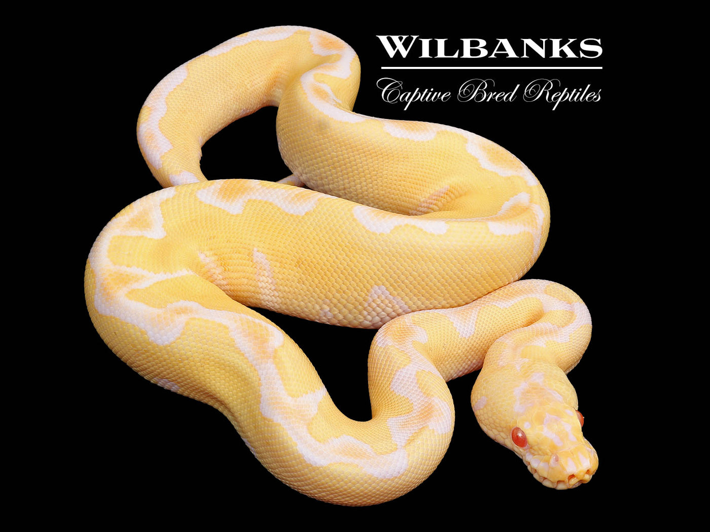 Pastel Albino Enchi Clown Ball Python ♀ '25