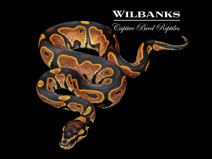 Sugar 100% Het. Clown Ball Python ♂ '26