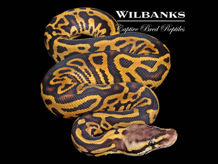 Pastel Leopard Gravel Ball Python ♂ '26