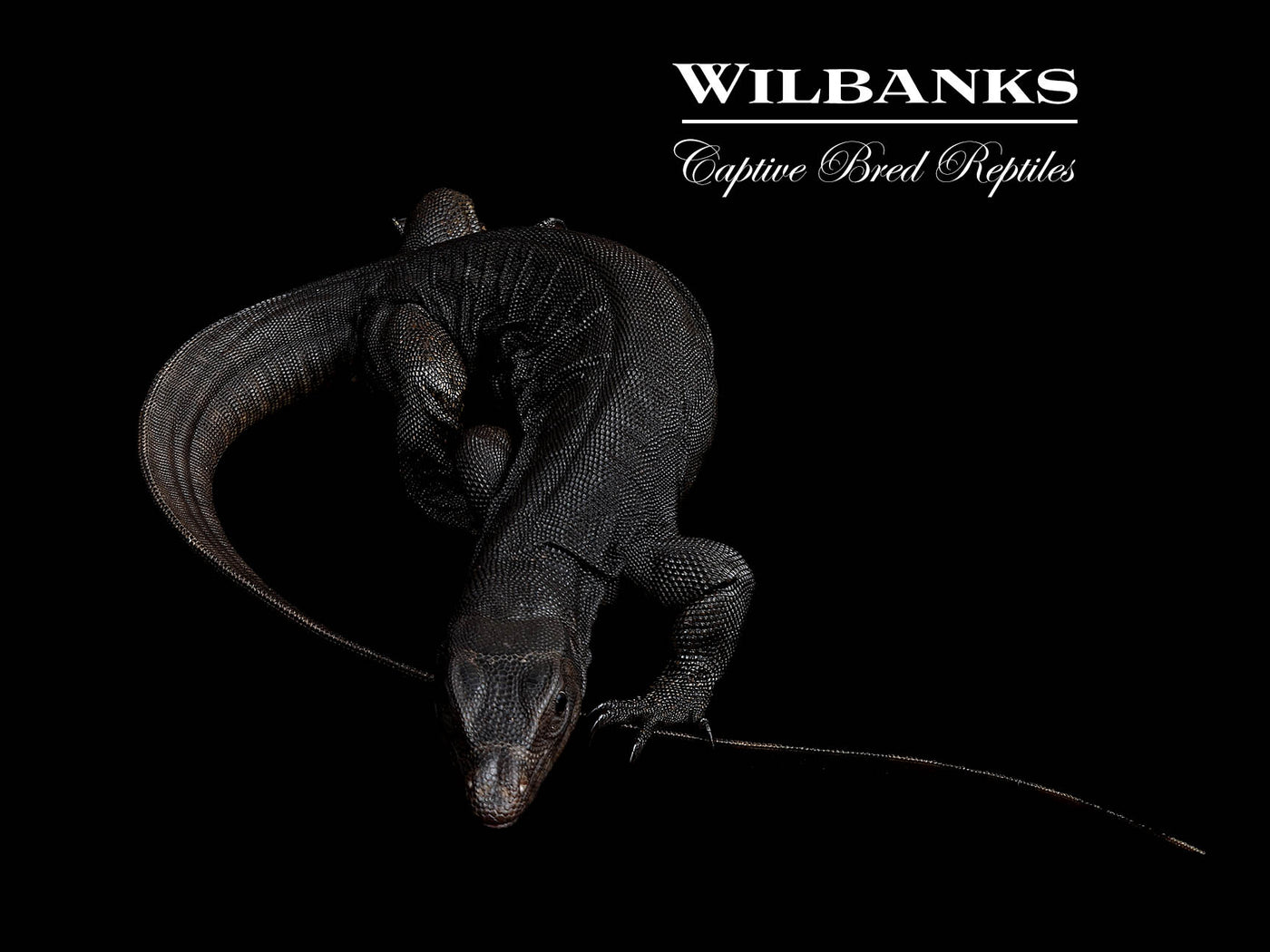 Black Dragon Asian Water Monitor USCBB '25