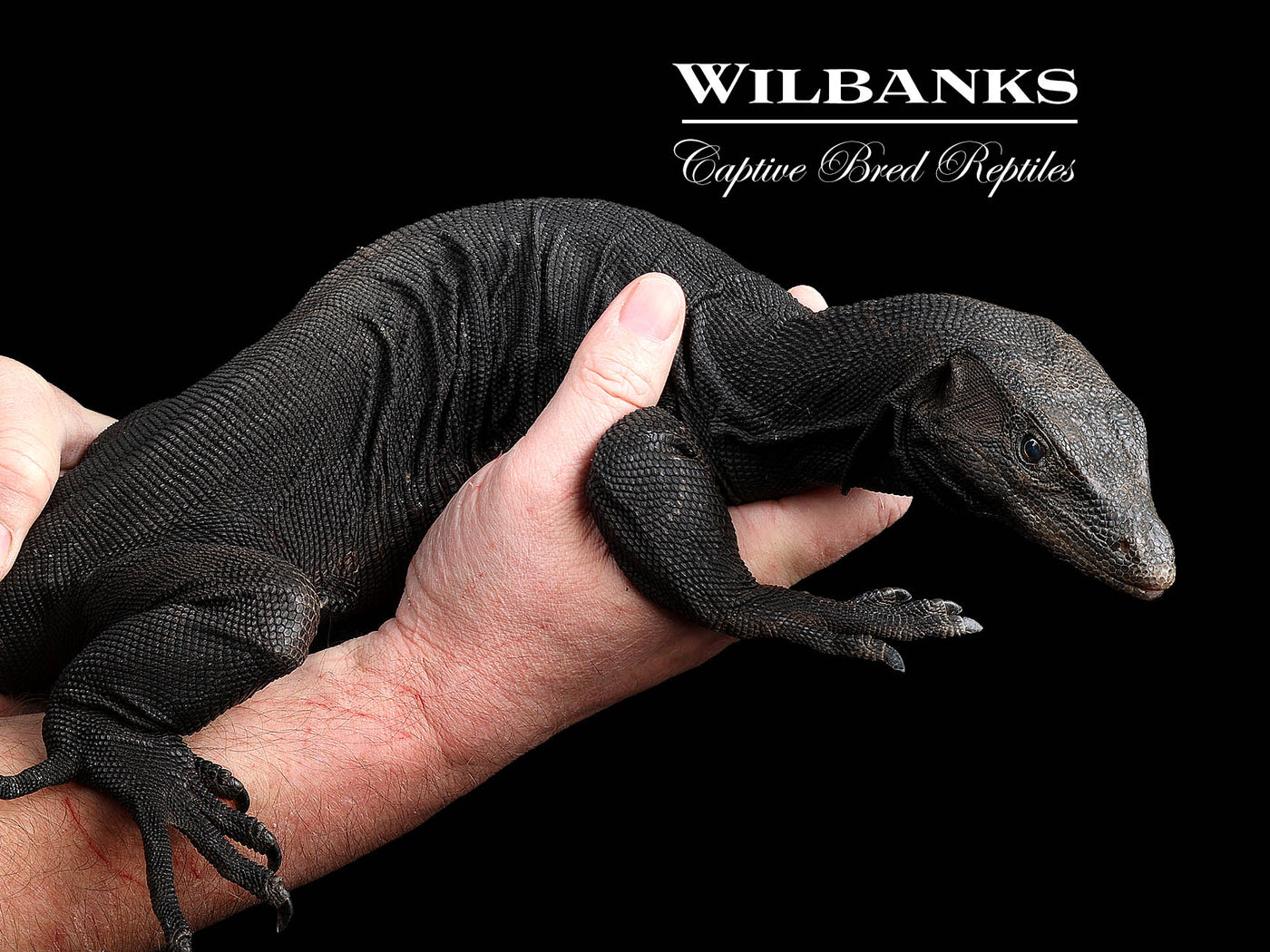 Black Dragon Asian Water Monitor USCBB ♂ '24