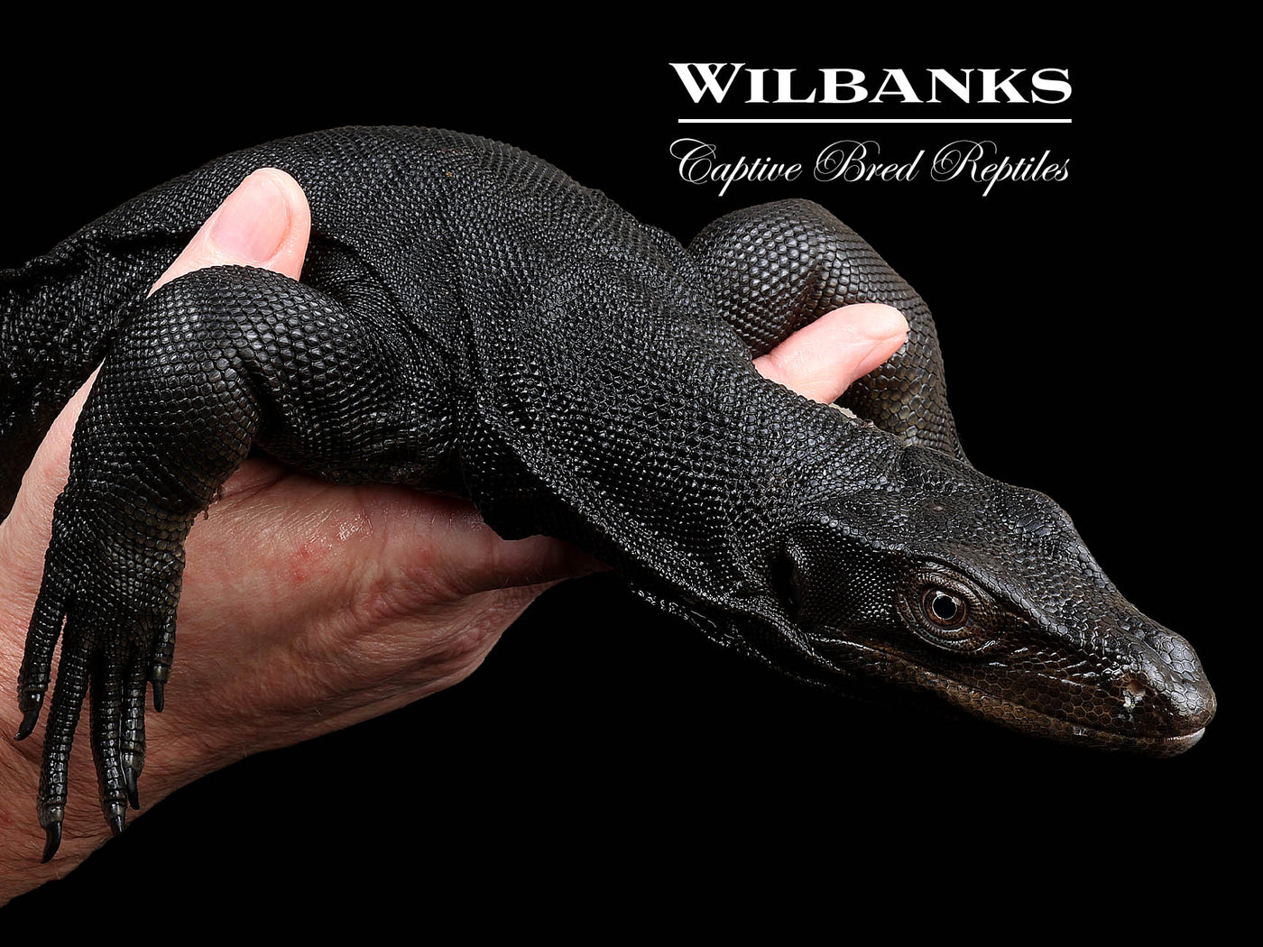 Black Dragon Asian Water Monitor USCBB ♂ '24