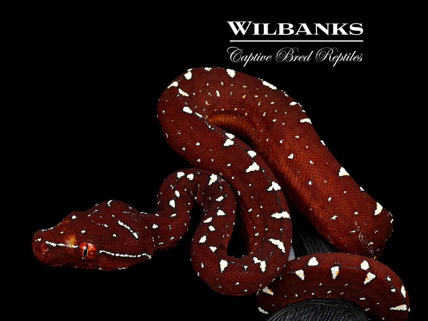 USCBB Jayapura Green Tree Python  '25