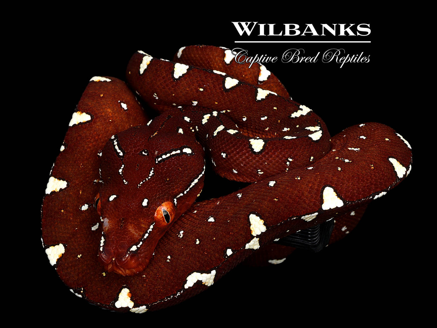 USCBB Jayapura Green Tree Python  '25