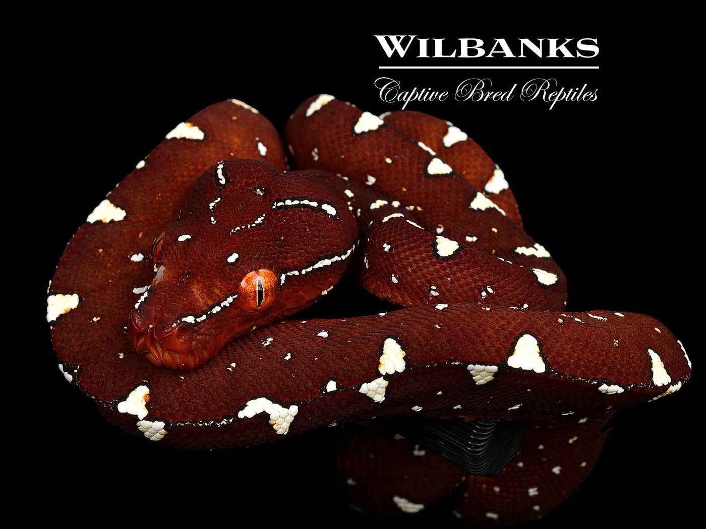 USCBB Jayapura Green Tree Python  '25