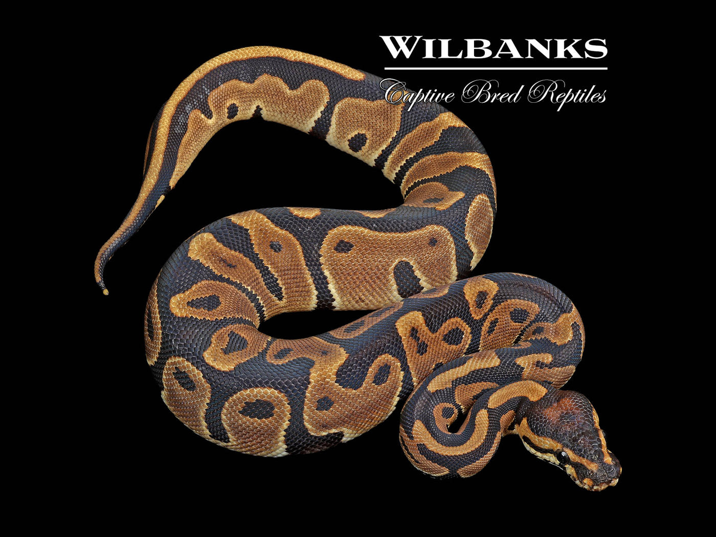 Leopard 100% Het. Albino Ball Python ♀ '24