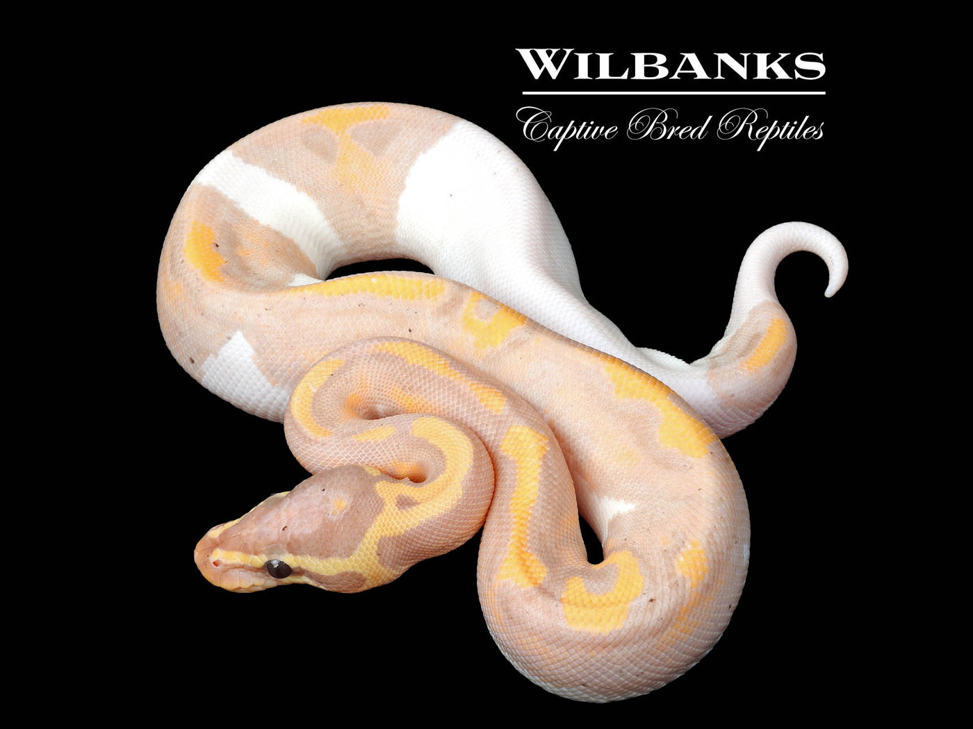 Banana Pied Ball Python ♂ '25