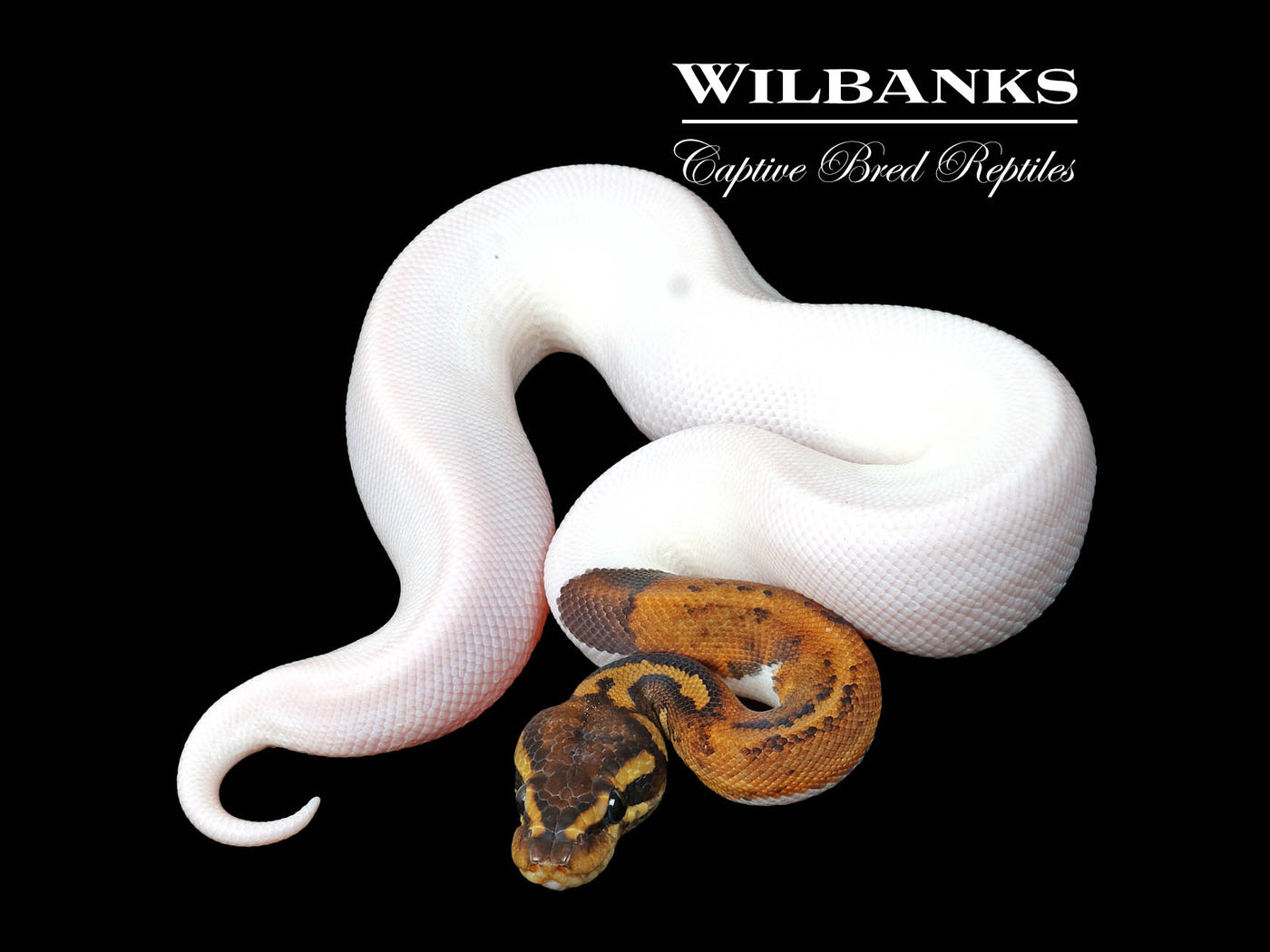 Mahogany Pied Ball Python ♂ '25