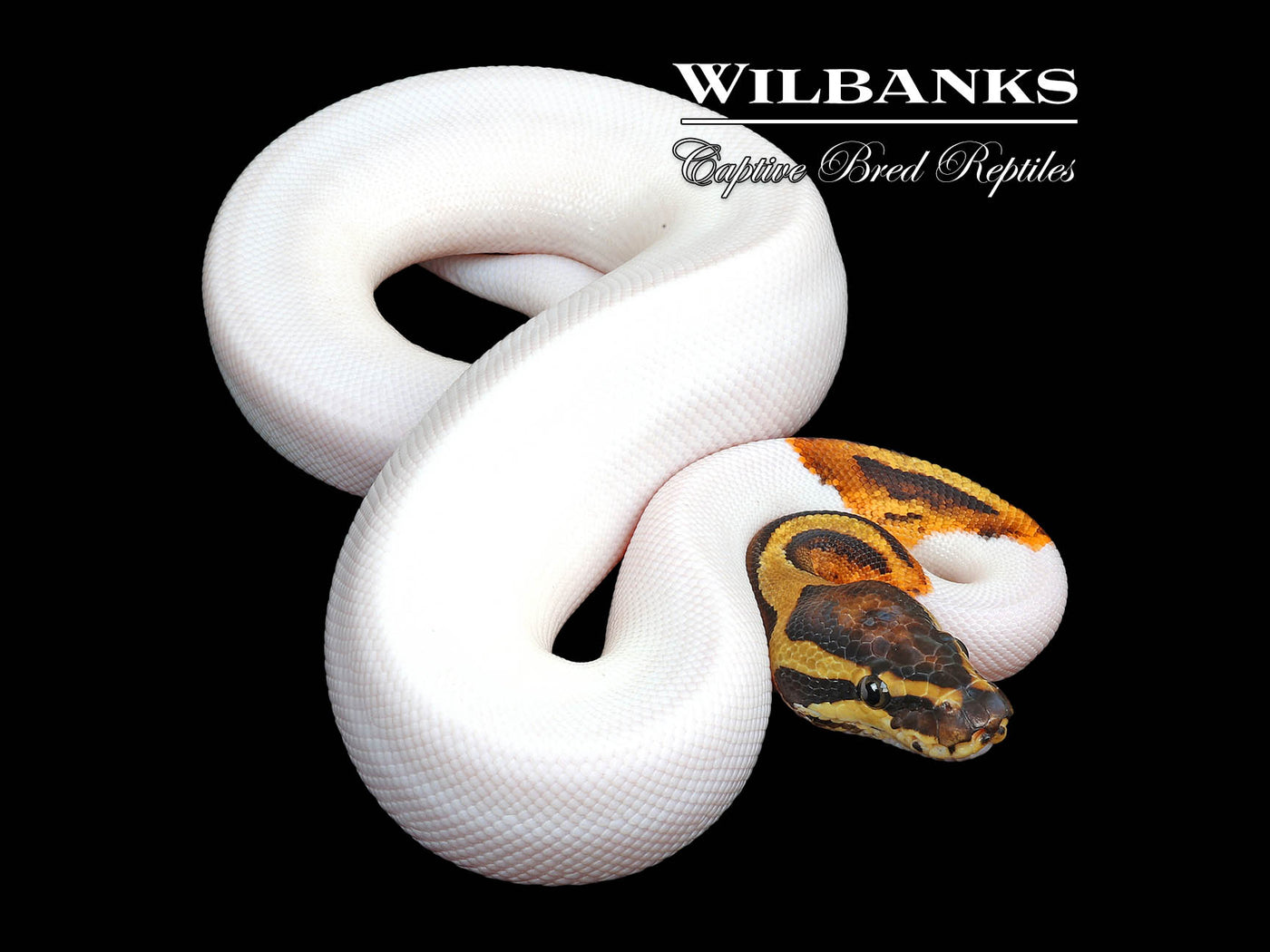 Asphalt Pied Ball Python ♂ '25