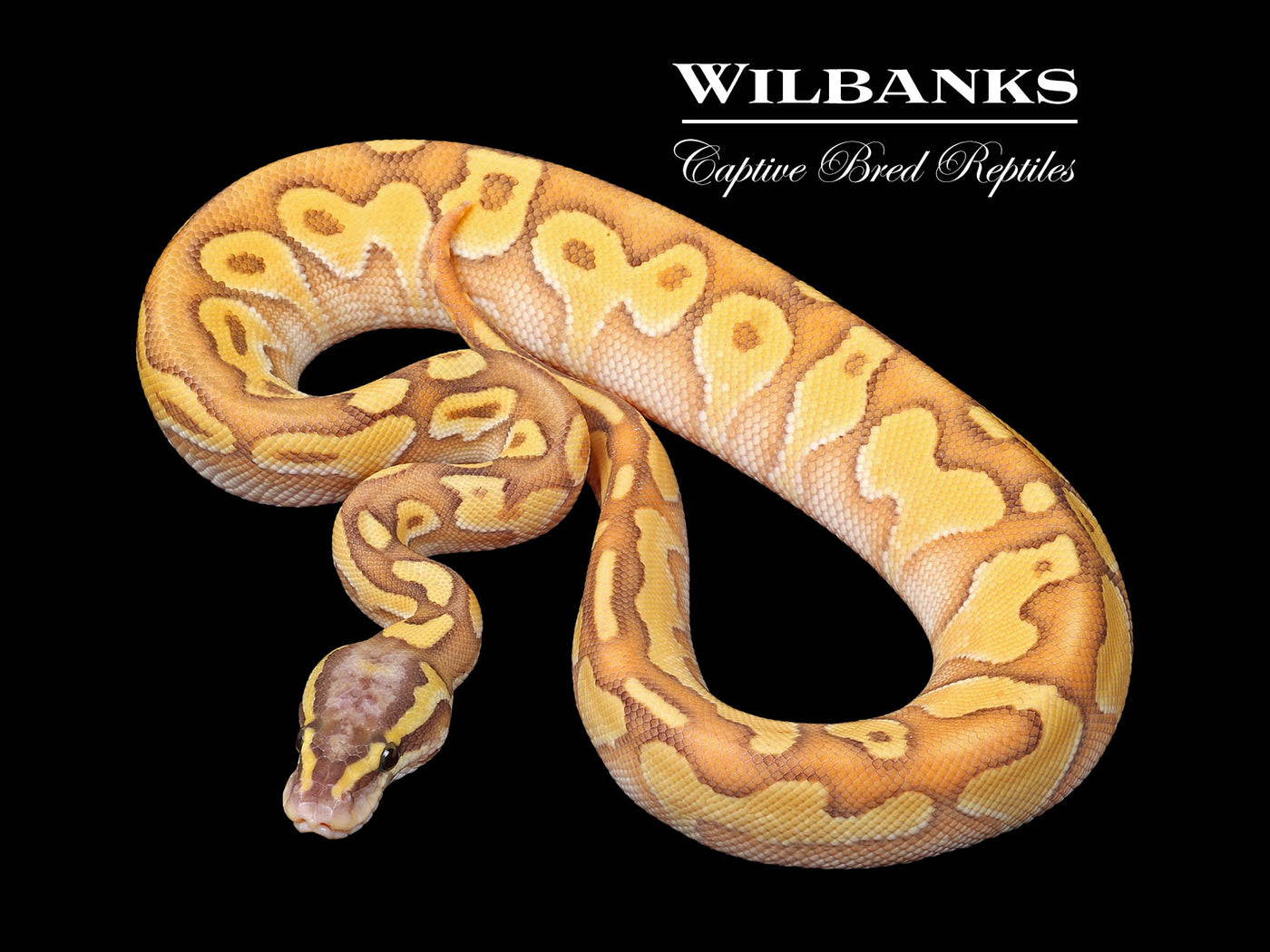 Pastel Orange Crush Butter Enchi Yellow Belly Ball Python ♂ '25