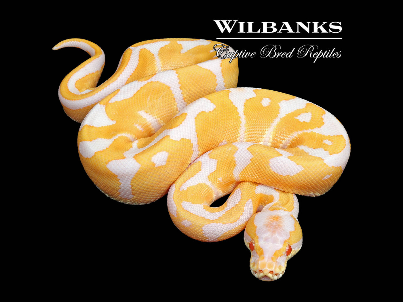 Albino Leopard Ball Python ♂ '25