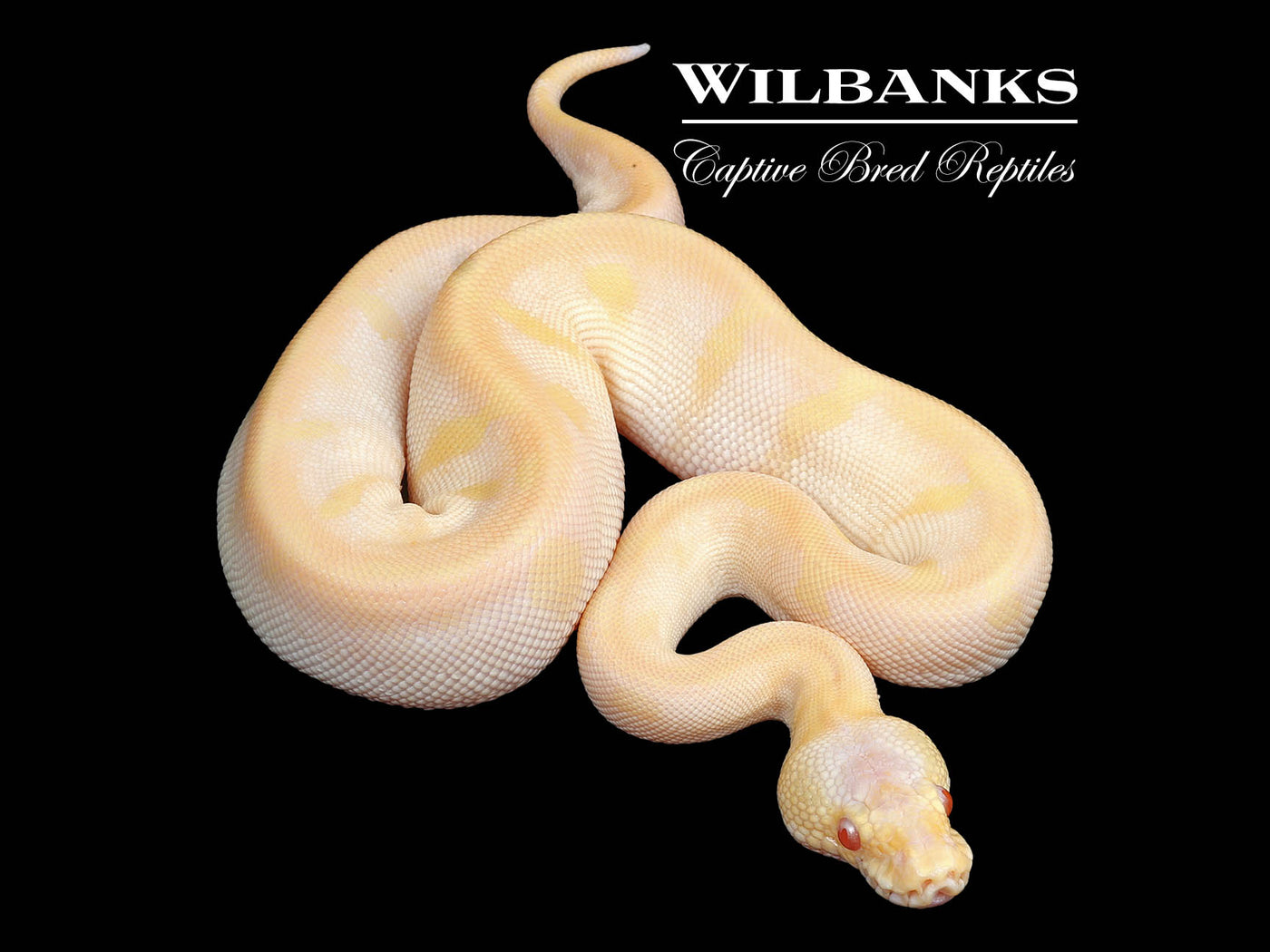 Albino Pastel Champagne Leopard Ball Python ♀ '25