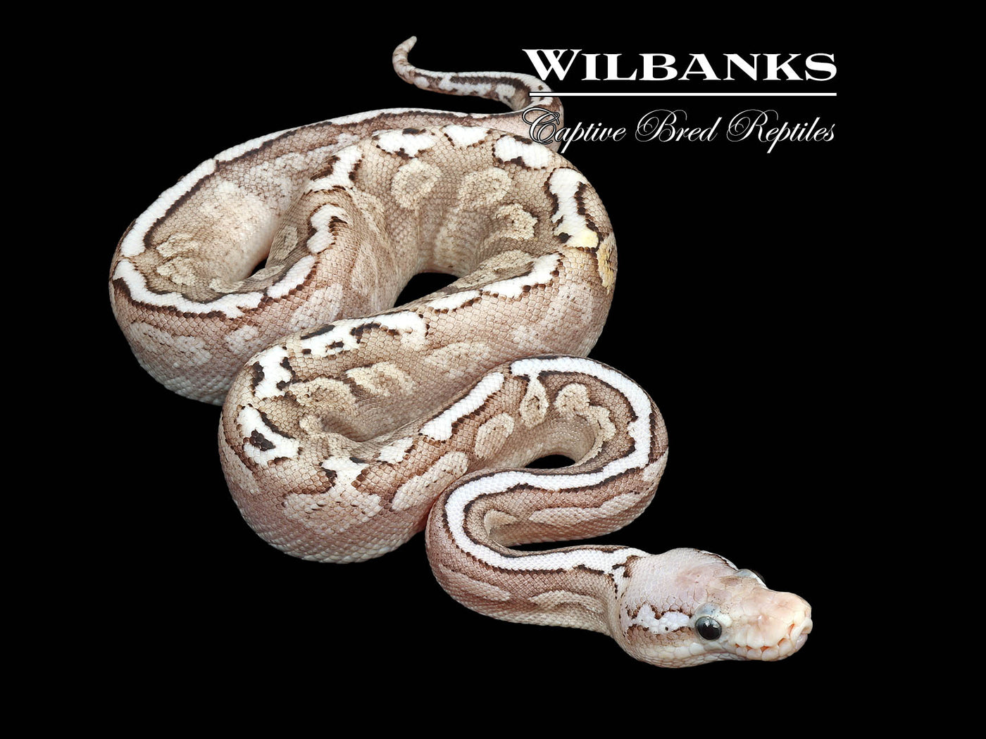 GHI Disco Pewter Vanilla Spotnose Ball Python ♀ '25