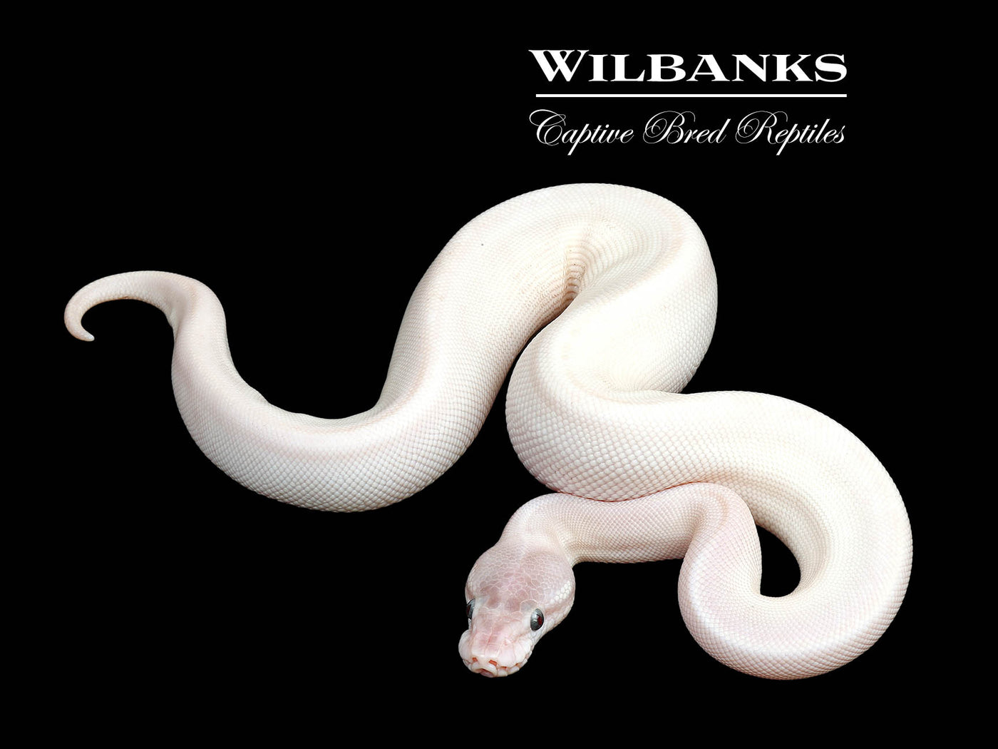 Blue Eyed Leucistic (Super Mojave) Ball Python ♀ '25