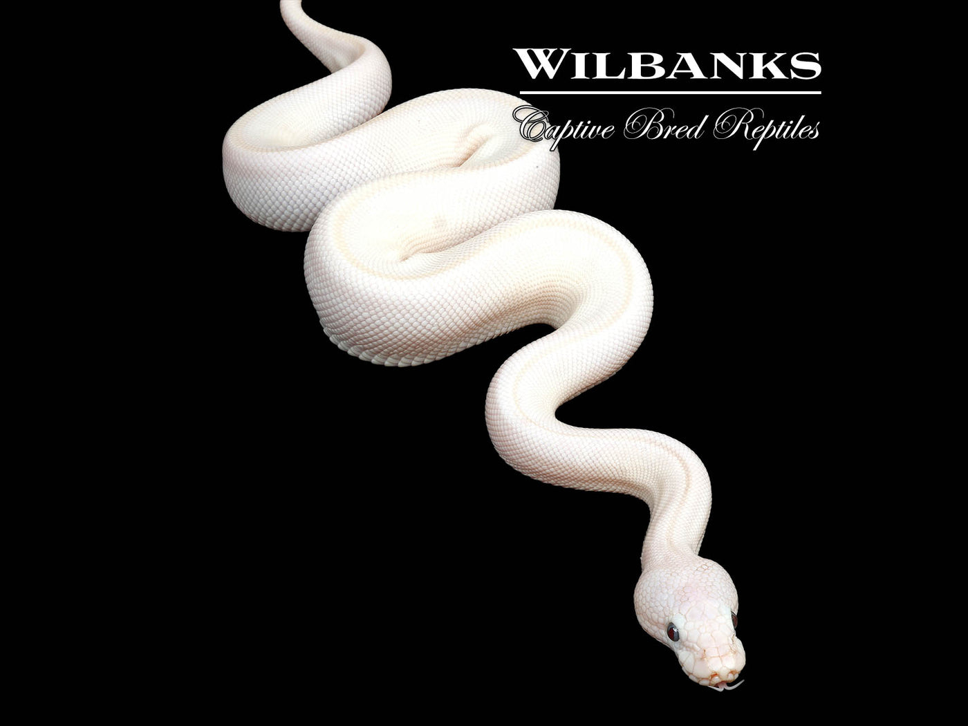 Blue Eyed Leucistic (Mojave Butter) Ball Python ♂ '25