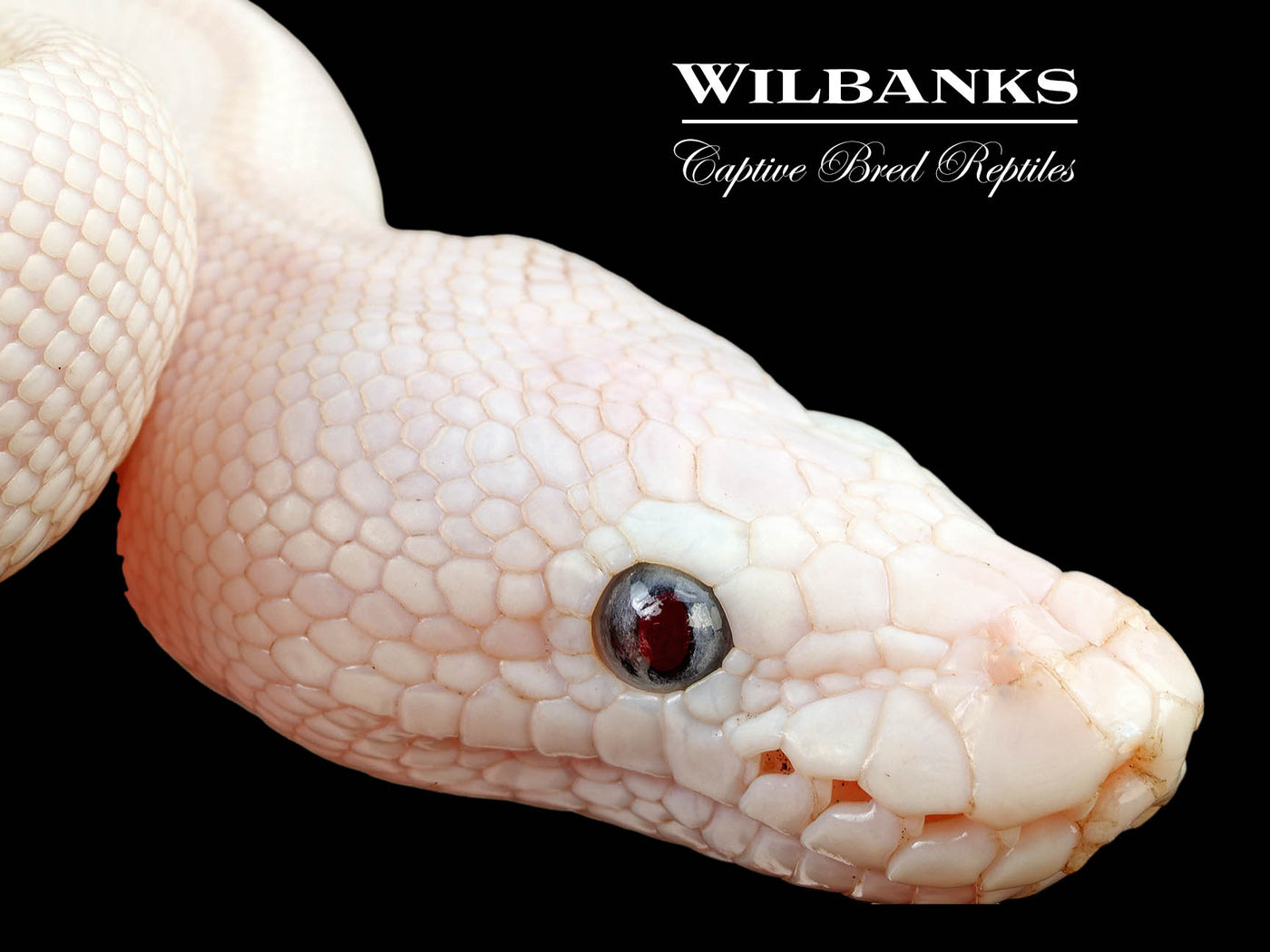 Blue Eyed Leucistic (Mojave Butter) Ball Python ♂ '25