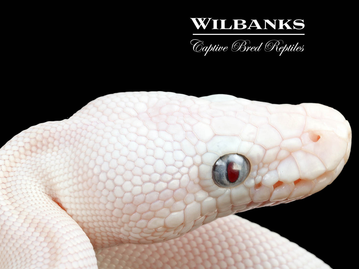 Blue Eyed Leucistic (Mojave Butter) Ball Python ♀ '25