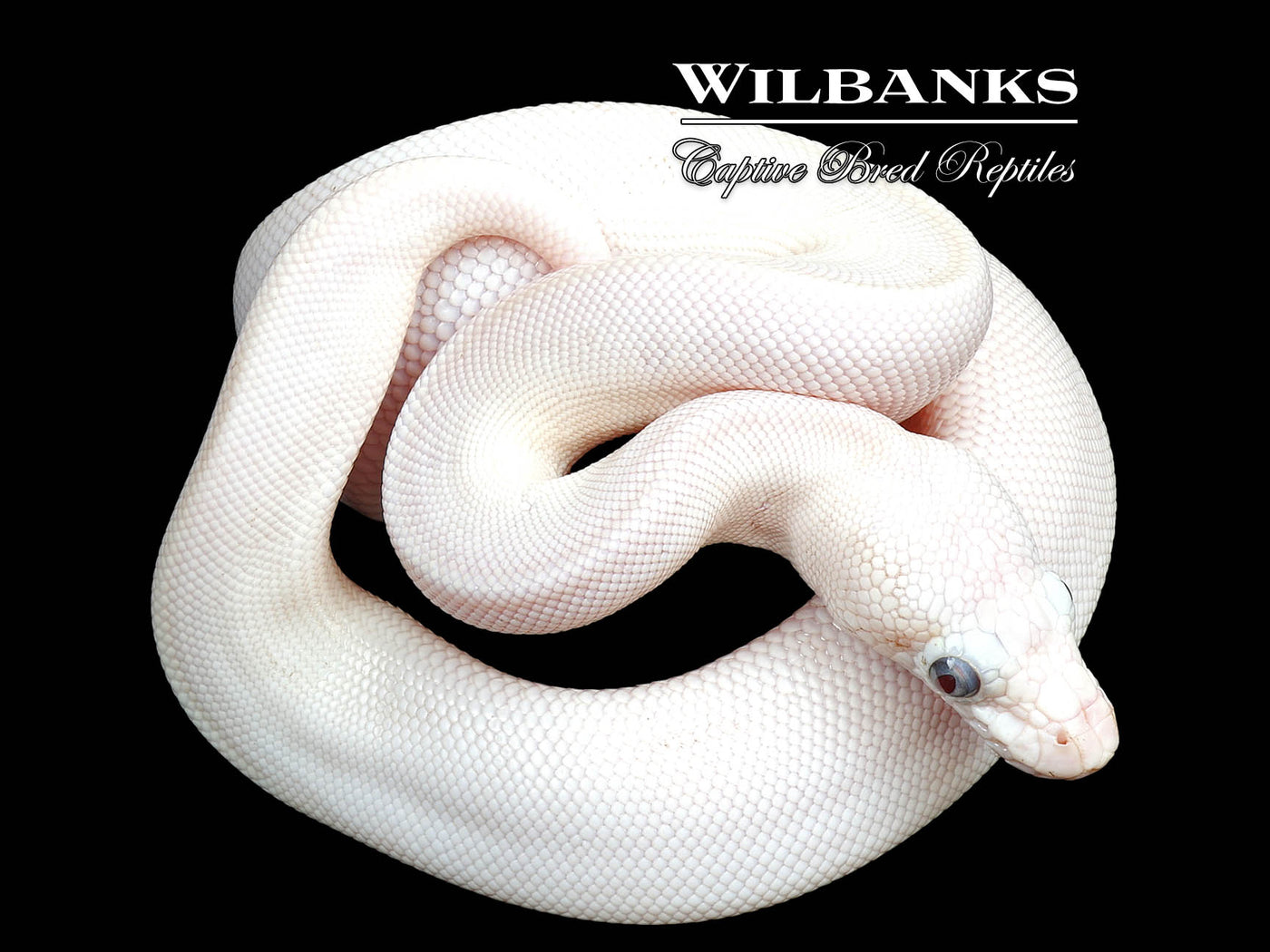 Blue Eyed Leucistic (Mojave Butter) Ball Python ♀ '25