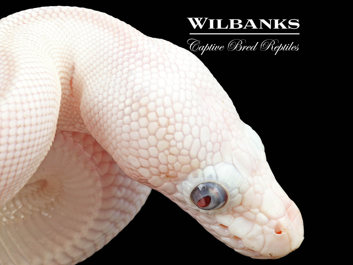Blue Eyed Leucistic (Mojave Butter) Ball Python ♀ '25