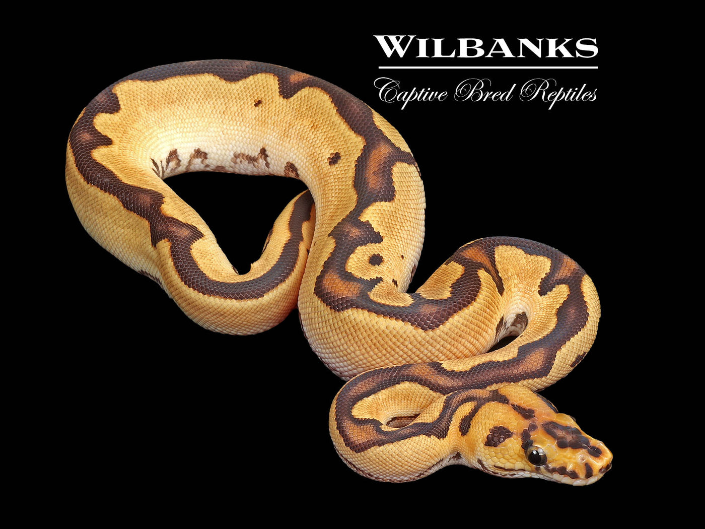 Orange Dream Fire Clown 100% Het. Pied Ball Python ♀ '25