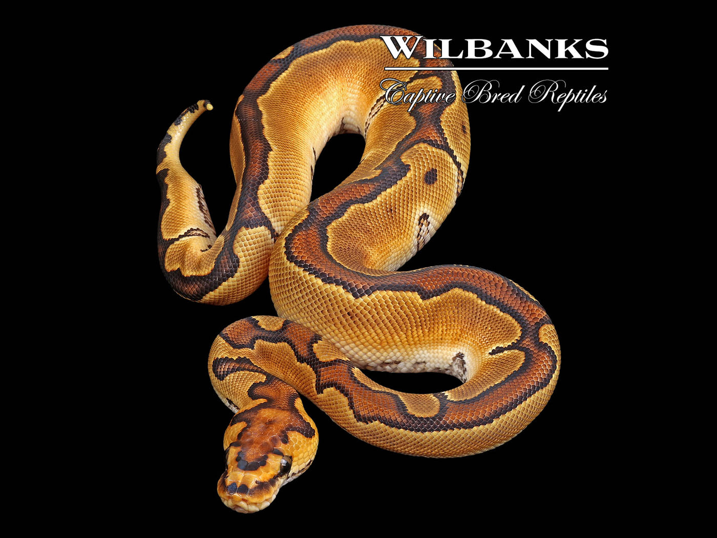 Lace Enchi Clown Ball Python ♀ '25