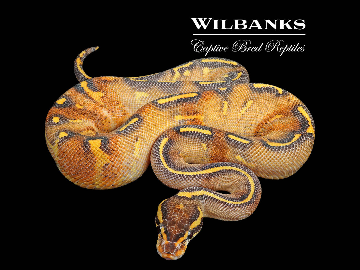 Highway Ball Python ♂ '25