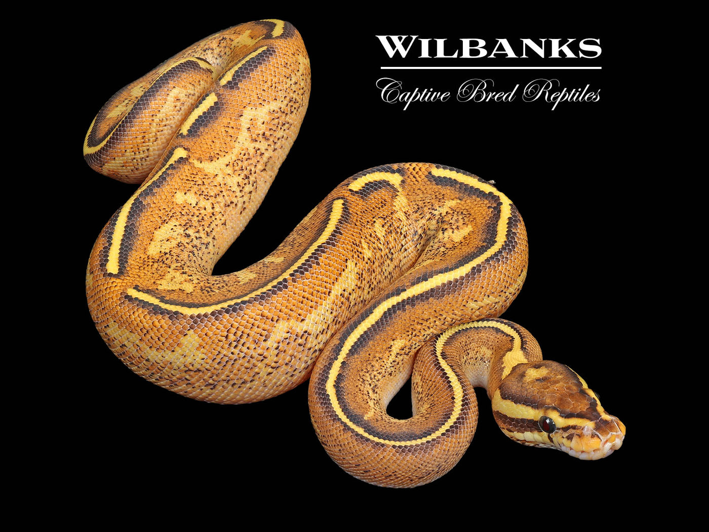 Fire Freeway Ball Python ♀ '25