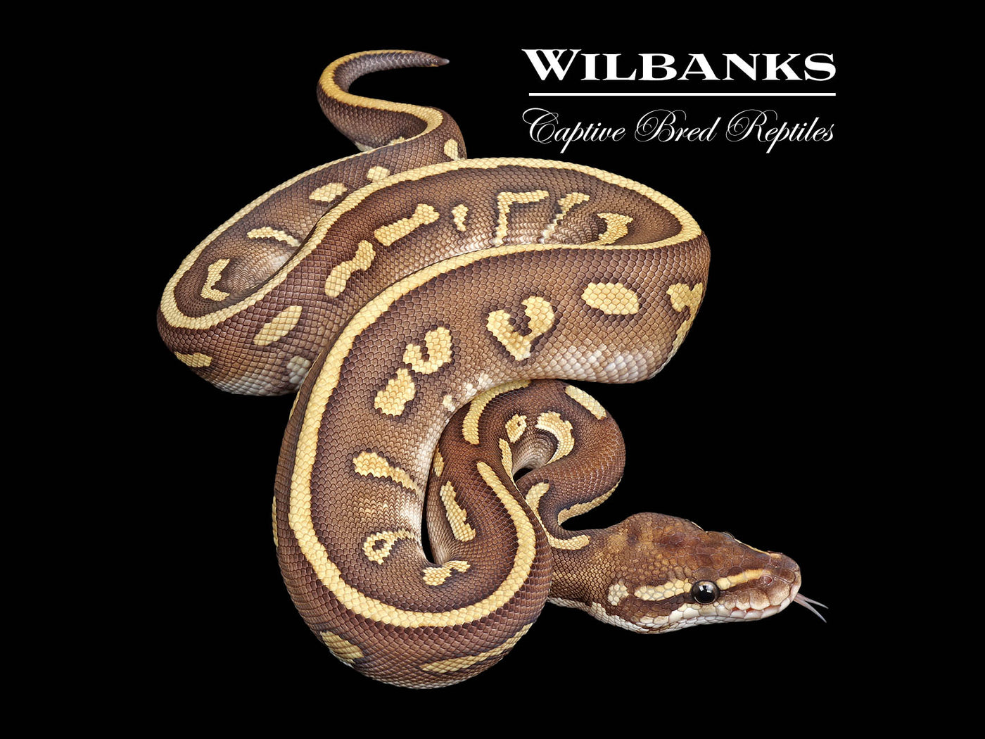 Stranger Leopard Butter Yellow Belly Ball Python ♂ '25