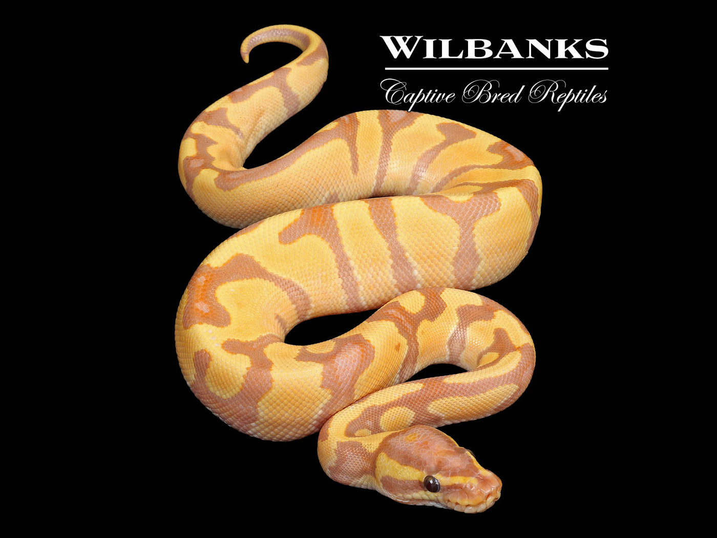 Banana Enchi Yellow Belly Ball Python ♂ '25