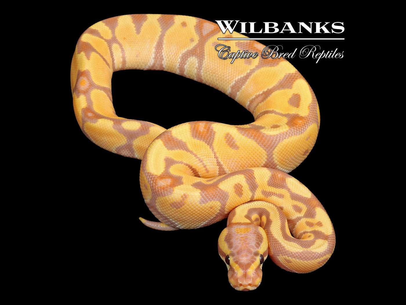 Banana Enchi Yellow Belly Ball Python ♀ '25