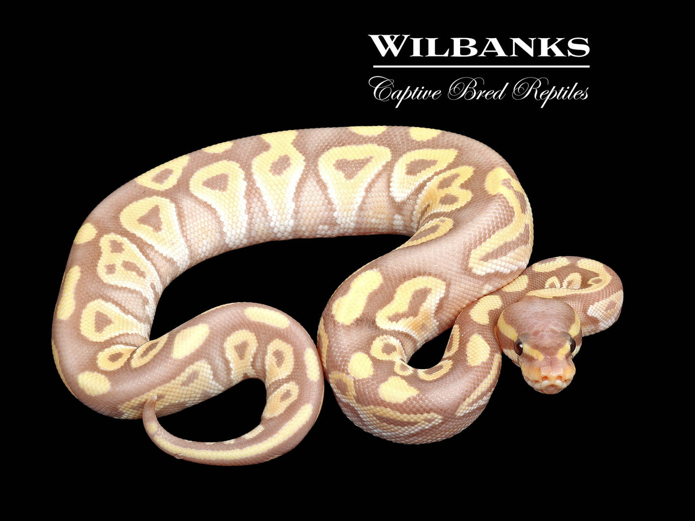 Banana Mojave Ball Python ♂ '25