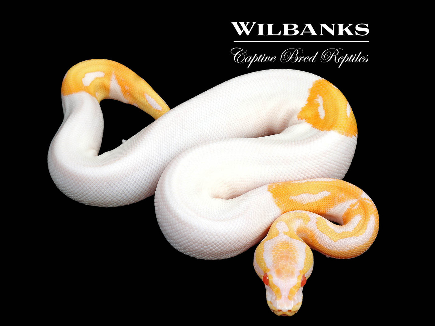 Albino Pied Ball Python ♂ '25