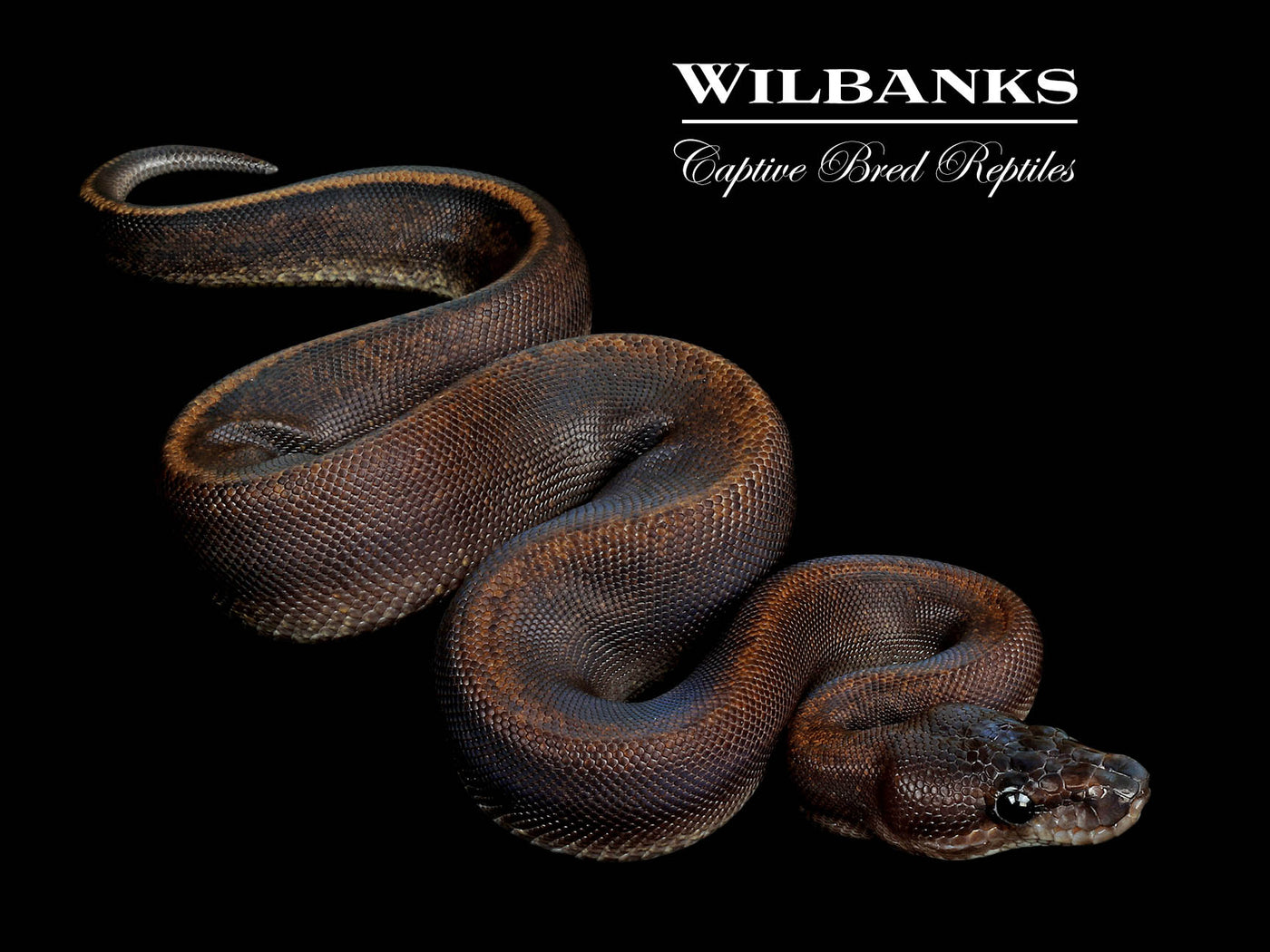 Suma Sable Ball Python ♀ '25