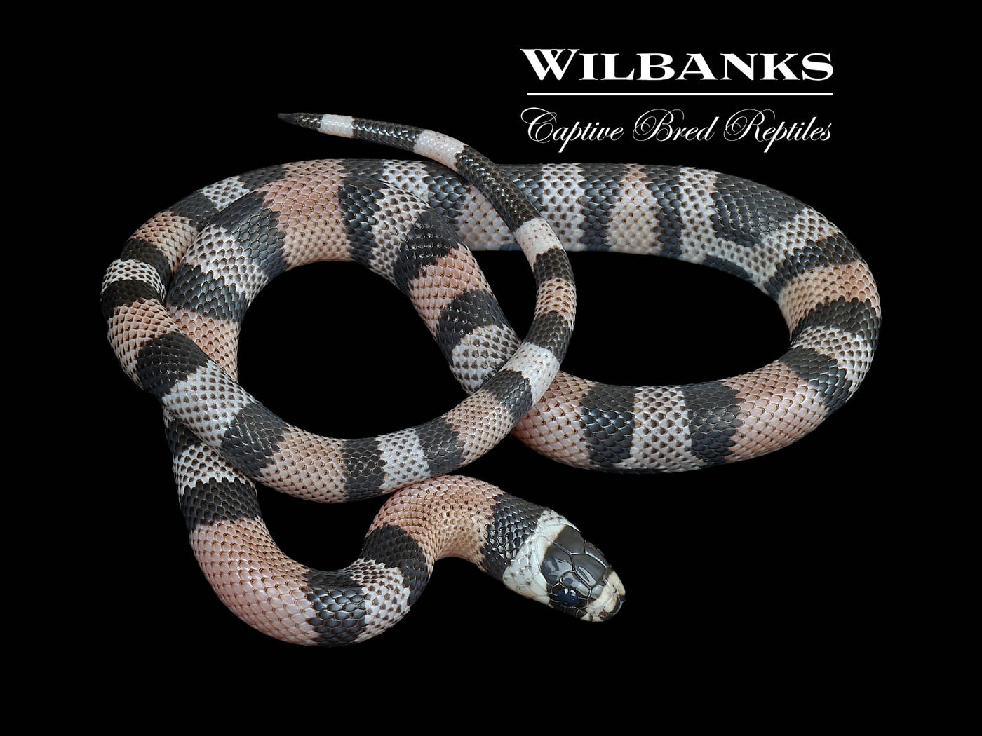 Anerythristic Honduran Milksnake ♂ '24