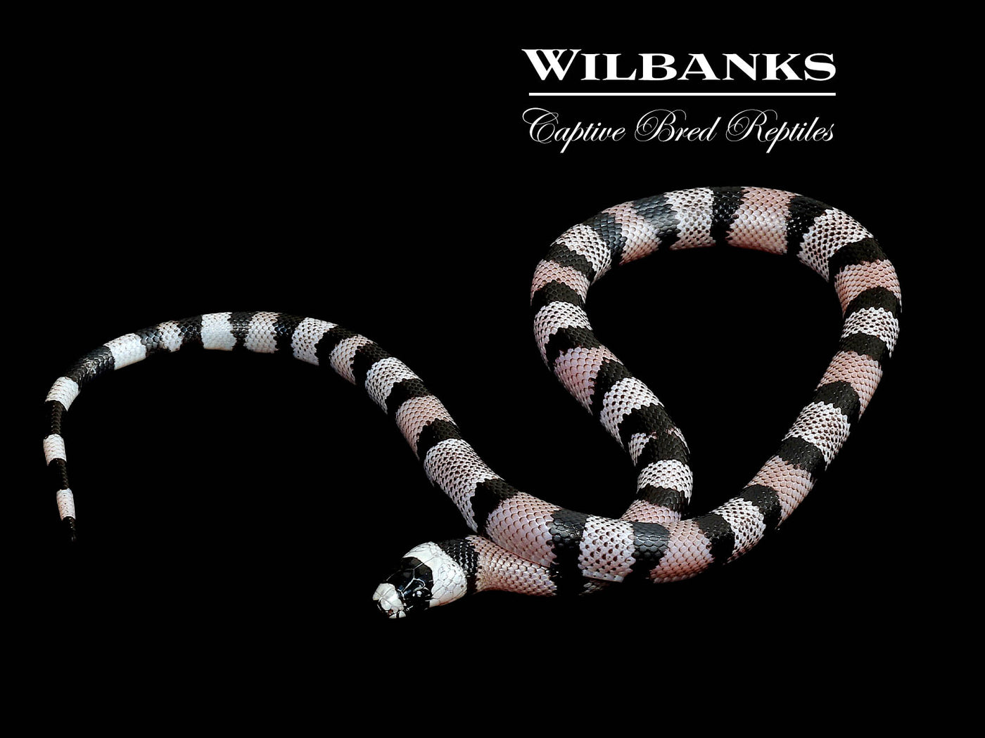 Anerythristic Honduran Milksnake ♂ '24
