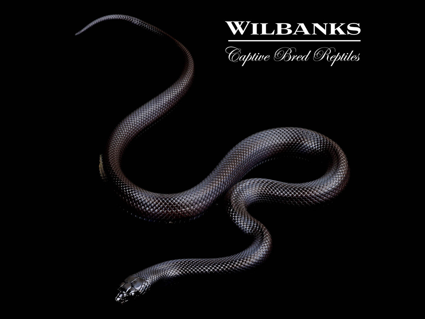 Mexican Black Kingsnake ♂ '24