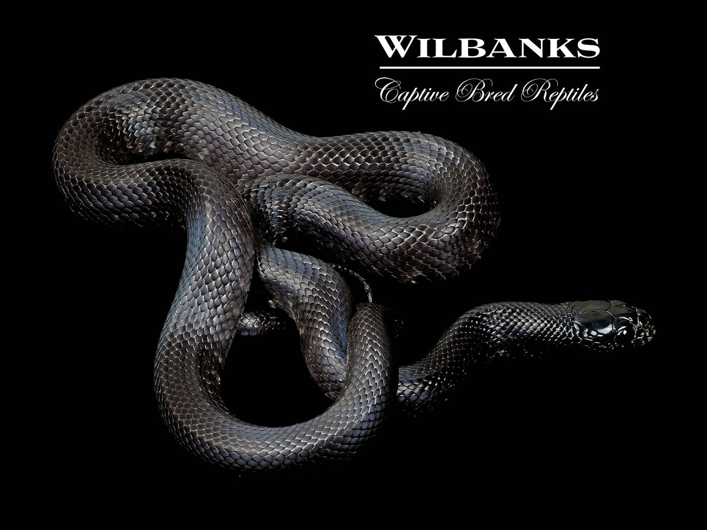 Mexican Black Kingsnake ♂ '24